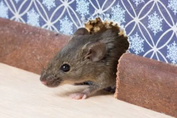 A mouse carefully pokes its head out of a hole in the wall of a Virginia home. Rodent exclusion uses strategies to prevent rodents from entering your home. Contact Loyal Termite & Pest Control for your rodent control needs.