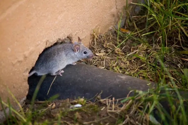 A mouse climbs on an exposed pipe in the ground leading to a Virginia home. Treating mice versus rats requires different approaches. Learn how to identify mice versus rats from Loyal Termite & Pest Control.