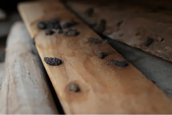 Rodent droppings on loose boards in Virginia home. Identifying mouse versus rat droppings allows you to implement the appropriate rodent control method sooner. Learn how to distinguish between mouse and rat droppings from the rodent control experts at Loyal Termite & Pest Control.