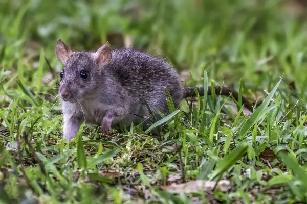 A rat scurries along the grass of a Virginia yard. You can keep rats and mice out of your lawn by eliminating food sources and patching exposed areas. Contact Loyal Termite & Pest Control to eliminate rats from your yard.