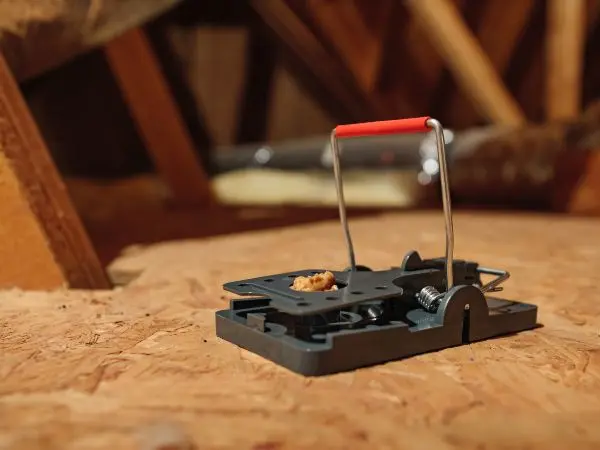 A rodent snap trap in a Virginia attic. Snap traps lure hungry mice and rats to a device with a deadly snapping mechanism. When the intruder steps onto the platform to nibble a small piece of food, it triggers the snap and kills the rodent instantly. Contact Loyal Termite & Pest Control to learn more about rodent traps and how to get rid of rats and mice for good.